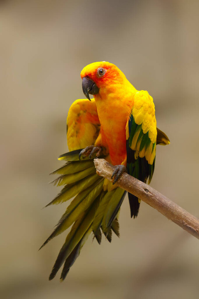 Der Sonnensittich (Aratinga solstitialis) breitet seine Flügel an einem Ast aus. Gelber Papagei mit hellem Hintergrund und ausgebreitetem Schwanz. Natürliches Verhalten eines Papageis beim Entspannen. - Foto, Bild