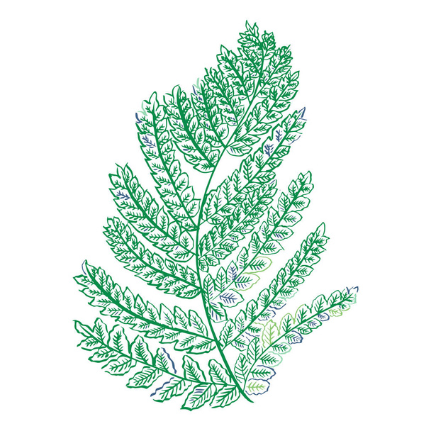 векторная иллюстрация листьев папоротника  - Вектор,изображение