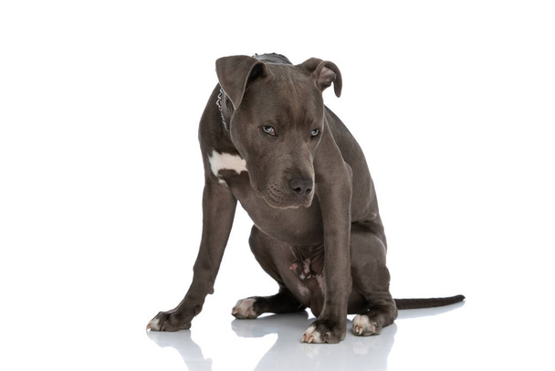 lovely american staffordshire terrier with chain collar sitting on white background, looking away in studio - Fotoğraf, Görsel