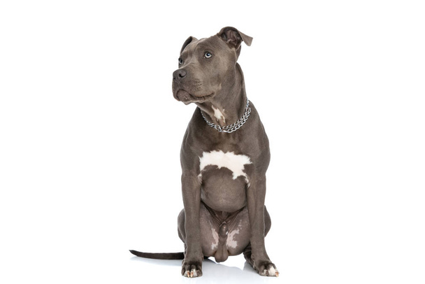 adorable american staffordshire terrier dog with blue eyes looking up and wearing chain collar while sitting on white background in studio - Fotó, kép