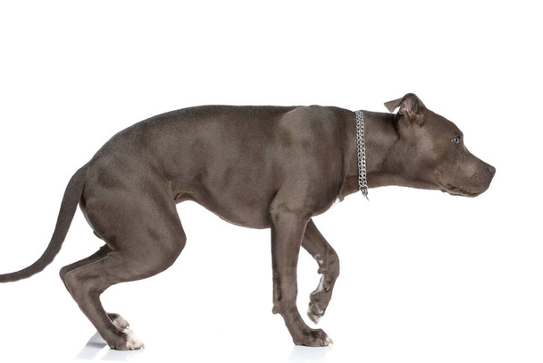 side view of american staffordshire terrier with chain collar around neck walking in front of white background in studio - Fotoğraf, Görsel