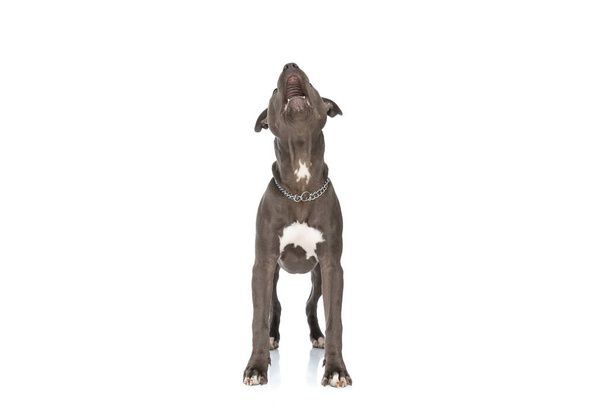 mignon chien américain staffordshire terrier avec collier levant les yeux et haletant tout en se tenant sur fond blanc en studio - Photo, image
