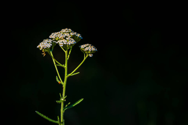 Milfoil flowers in meadow macro photo. Medical herb, Achillea millefolium, yarrow or nosebleed plant white wild flower black background - 写真・画像