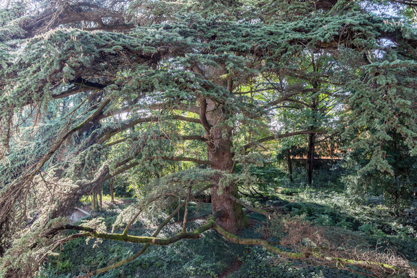 Large and majestic evergreen tree. Landscape background. - Foto, Bild