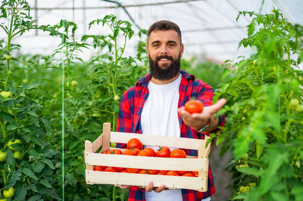 Biologisches Treibhausgasgeschäft. Bauer steht mit einem Eimer frisch gepflückter Tomaten in seinem Gewächshaus. - Foto, Bild