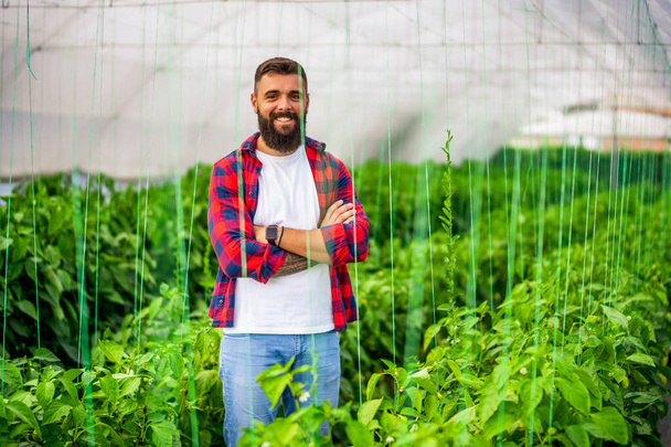 Органический парниковый бизнес. Фермер стоит среди ветвей перца в теплице. - Фото, изображение