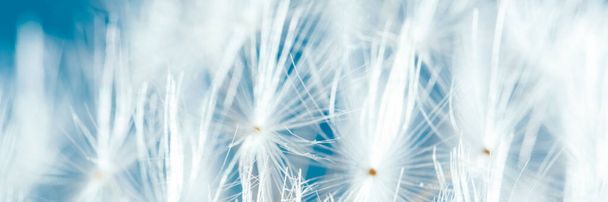 Macro nature. dandelion at sky background. Freedom to Wish. Dandelion silhouette fluffy flower. Seed macro closeup. Soft focus. Goodbye Summer. Hope and dreaming concept. Fragility. Springtime. - Fotografie, Obrázek