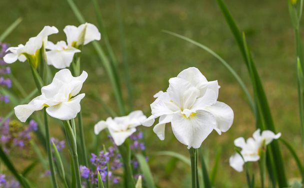 Witte Siberische Iris meeuwen vleugel in bloem, tuin - Foto, afbeelding