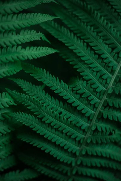 Ferns in the forest. Beautiful ferns leave green foliage. Close up beautiful growing ferns in the forest. Natural fern flower background in sunlight. - Fotó, kép