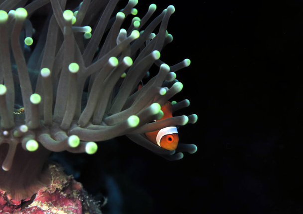 False clown anemonefish in anemone Cebu Philippines - Foto, immagini
