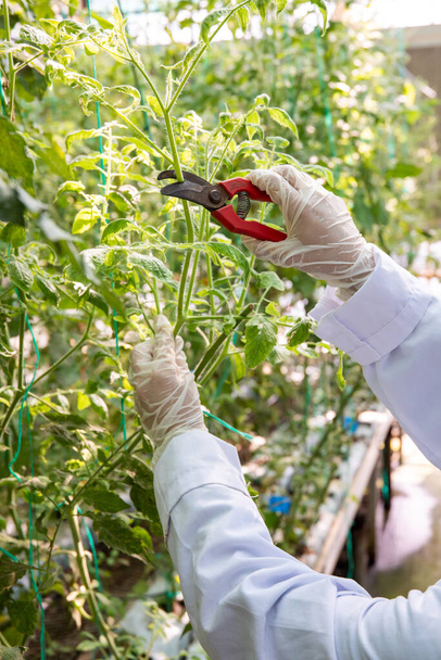 Scientist examines and working on tomatoes on the research and development greenhouse. Genetically modified vegetables in the laboratory - Foto, imagen