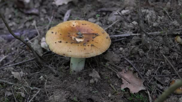 Stinking Russula in natural ambient, young (Russula foetens) - Séquence, vidéo