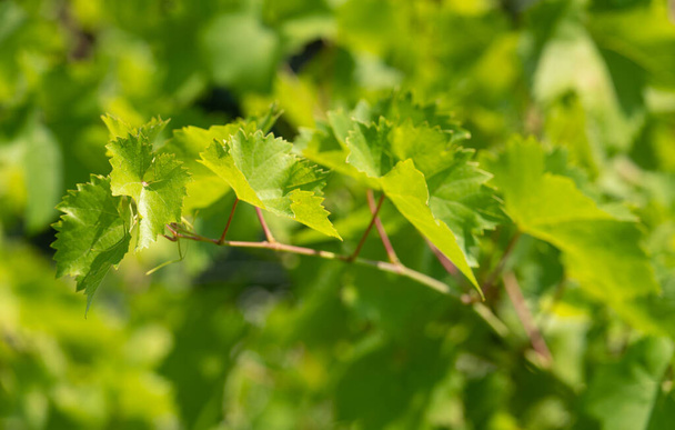 Green grapevine leaves vitis vinifera on blurred sunny nature. - Fotó, kép