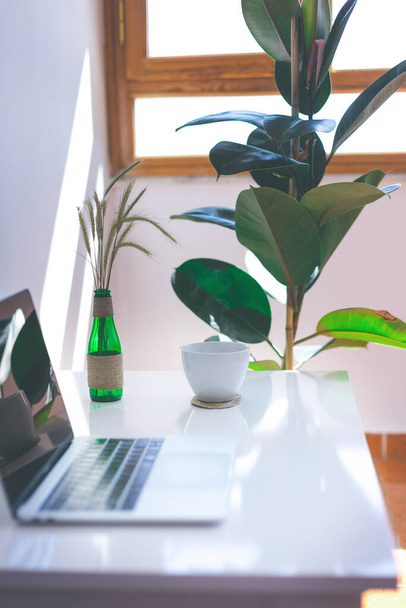 Freelancer workplace, laptop, coffee cup and potted plant on white table, modern office - Foto, Imagen