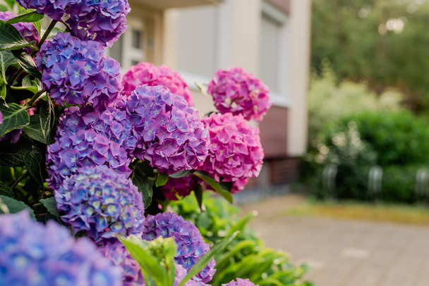 Kék-rózsaszín hortenzia bokor a kertben. Tervezem a kertet. Kertészkedés - Fotó, kép