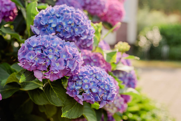 Сине-розовая гирея в саду. Проектирование садового участка. Садоводство - Фото, изображение