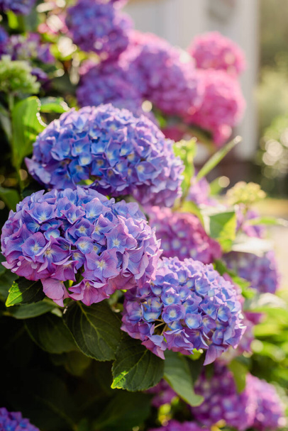 Синьо-рожевий кущ гортензії в саду. Проектування садової ділянки. Садівництво
 - Фото, зображення