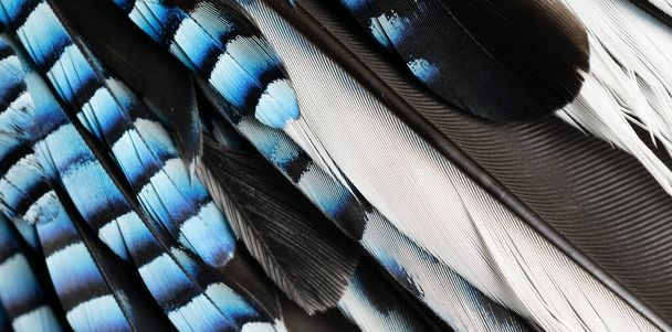 modré a černé jayové peří. pozadí nebo textura - Fotografie, Obrázek