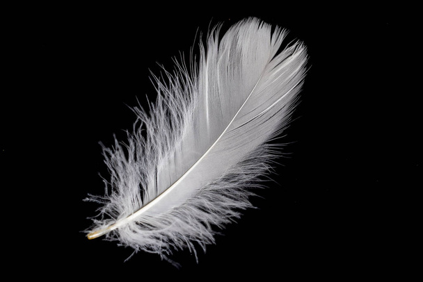 pluma blanca de un ganso sobre un fondo negro - Foto, Imagen