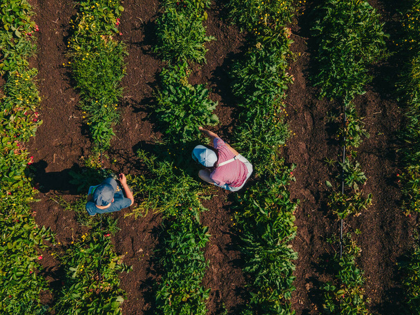 overhead uitzicht moeder met zoon op aardbeienboerderij verzamelen vitaminen - Foto, afbeelding