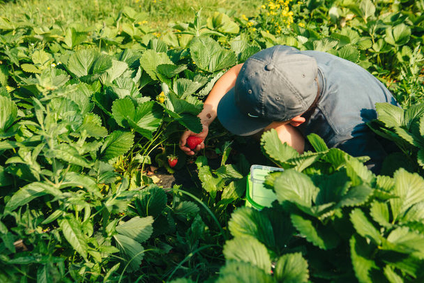 μικρό αγόρι μαζεύει φράουλες στο αγρόκτημα αντίγραφο χώρο - Φωτογραφία, εικόνα