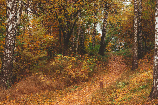 automne forêt vue copier espace - Photo, image