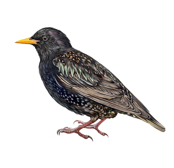 Starling (Sturnus vulgaris), śpiewający ptak, realistyczny rysunek, ilustracja dla encyklopedii zwierząt, odizolowany obraz na białym tle. - Zdjęcie, obraz