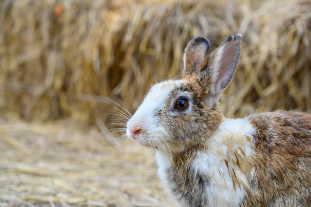 Cute rabbit bunny domestic pet on straw. Rabbit farm - Valokuva, kuva
