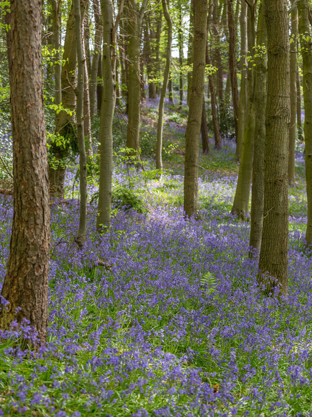 Καταπληκτική θέα όπως τα Bluebells και Wild Garlic άνθιση στο δάσος Bothal, Morpeth, Northumberland, Αγγλία. - Φωτογραφία, εικόνα