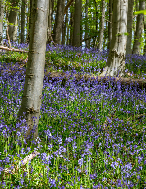 Erstaunliche Aussichten, wenn die Bluebells und der Bärlauch in Bothal Woods, Morpeth, Northumberland, England blühen. - Foto, Bild