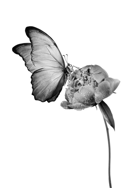 Sudaki şakayık çiçeğinin üzerindeki tropikal morpho kelebeği beyazın üzerine düşer. siyah ve beyaz - Fotoğraf, Görsel