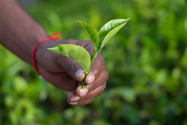 Tea green leave in human hand, Sri Lanka - 写真・画像