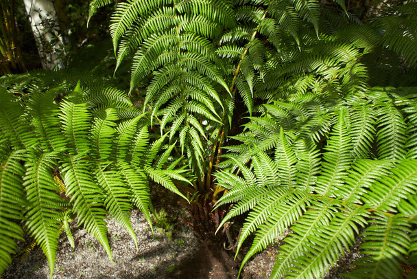 Fern leaves with beautiful pattern under bright light in summer in a mountain forest - Photo, Image