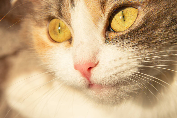 Luz esponjoso lindo gato con amarillo ojos en sol dulce - Foto, imagen