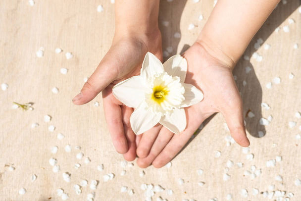 a narcissus in childrens hands, blooming white flower. - Фото, зображення