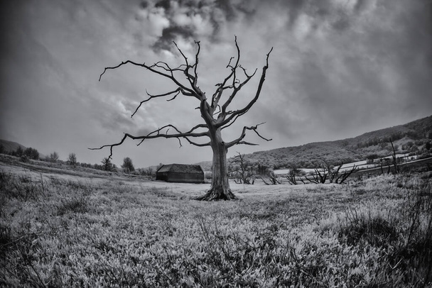 Porlock marsh old dead trees england uk - Фото, изображение