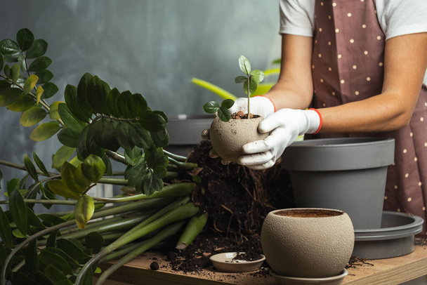 Nuori nainen istuttamassa huonekasvia uuteen kukkaruukkuun modernissa keittiössä. Puutarhuri valkoisissa käsineissä yllään esiliina ja huolehtiminen kotikasveista. - Valokuva, kuva