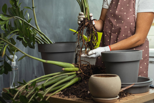 Jonge vrouw transplanteert een kamerplant in een nieuwe bloempot in een moderne keuken. Tuinman in witte handschoenen draagt schort en zorgt voor thuisplanten. - Foto, afbeelding