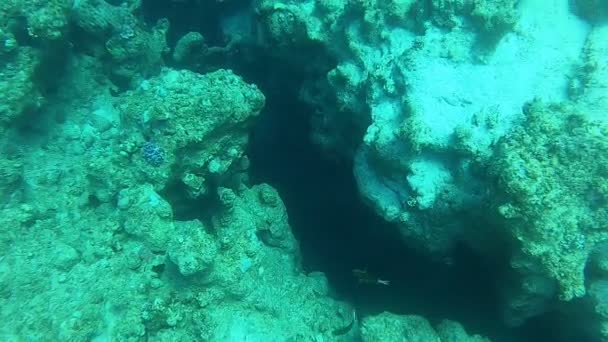 Koralliriutta ja vesikasvit Punaisellamerellä, Dahab, sininen laguuni Siinai Egypti - Materiaali, video