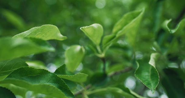 Spring green leaves. Nature park. Environment harmony. Macro of fresh apple trees foliage on bokeh light blur forest texture background. - Fotoğraf, Görsel