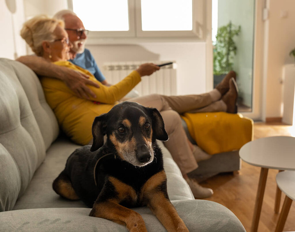 Cute dog lying on sofa in front of senior couple in hug watching tv at home - Foto, Imagen