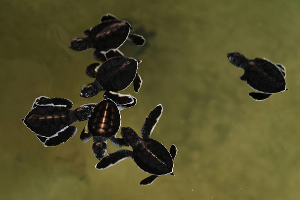 Turtles swimming in the water, small two days young reptilies, Sri Lanka - Фото, зображення