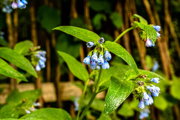 Прекрасні блакитні квіти симфітумського каукасікума, також відомого як кавказька світлячка, квітучі в весняному парку блакитні дружні з гарними блакитними квітами на зелених листках весняного саду.. - Фото, зображення
