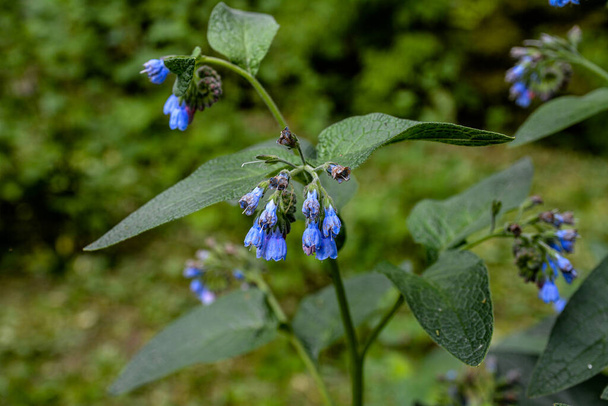 Krásné modré květy Symphytum caucasicum, známé také jako kavkazský komfrey, kvetoucí v jarním parku.Modré komfrey s krásnými modrými květy na zelených listech v jarní zahradě. - Fotografie, Obrázek