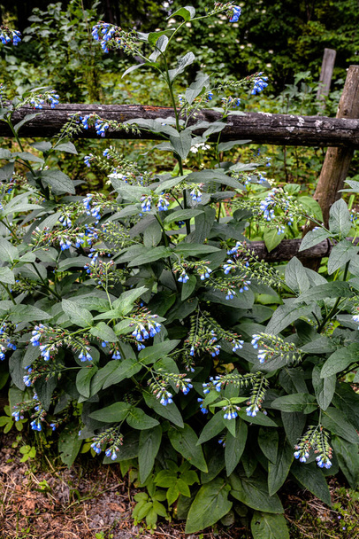 Mooie blauwe bloemen van Symphytum caucasicum, ook bekend als Kaukasische comfrey, bloeien in het voorjaar park .Blue comfrey met mooie blauwe bloemen op groene bladeren in de lente tuin. - Foto, afbeelding