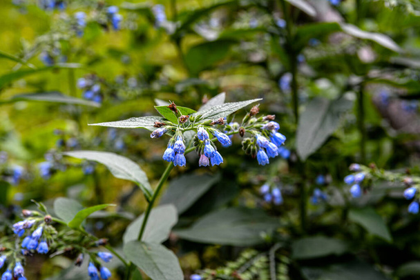 Beautiful blue flowers of Symphytum caucasicum, also known as Caucasian comfrey, blooming in spring park .Blue comfrey with beautiful blue flowers on green leaves in spring garden. - Photo, Image