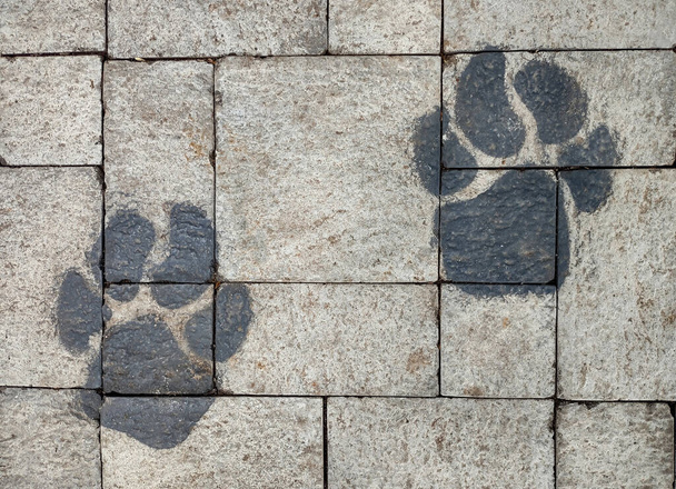 Painted pug marks of leopard on a concrete brick footpath - Foto, afbeelding