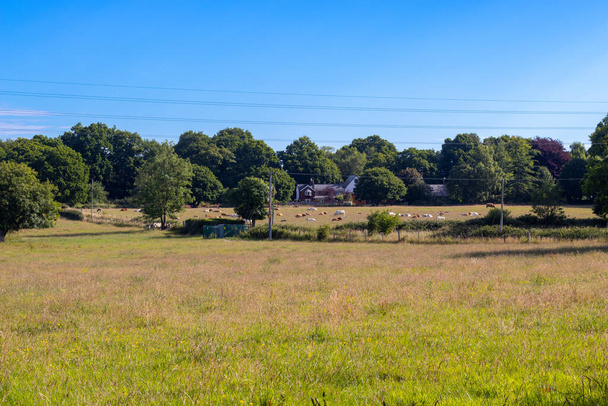 Engelse boerderij velden met koeien in het verre veld in de buurt van boerderij - Foto, afbeelding