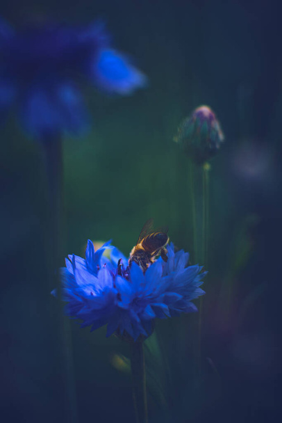 Bijen in een Korenbloem. Hoge kwaliteit foto - Foto, afbeelding
