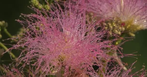 Albizia julibrissin también llamado árbol de seda persa o árbol de seda rosa. - Imágenes, Vídeo